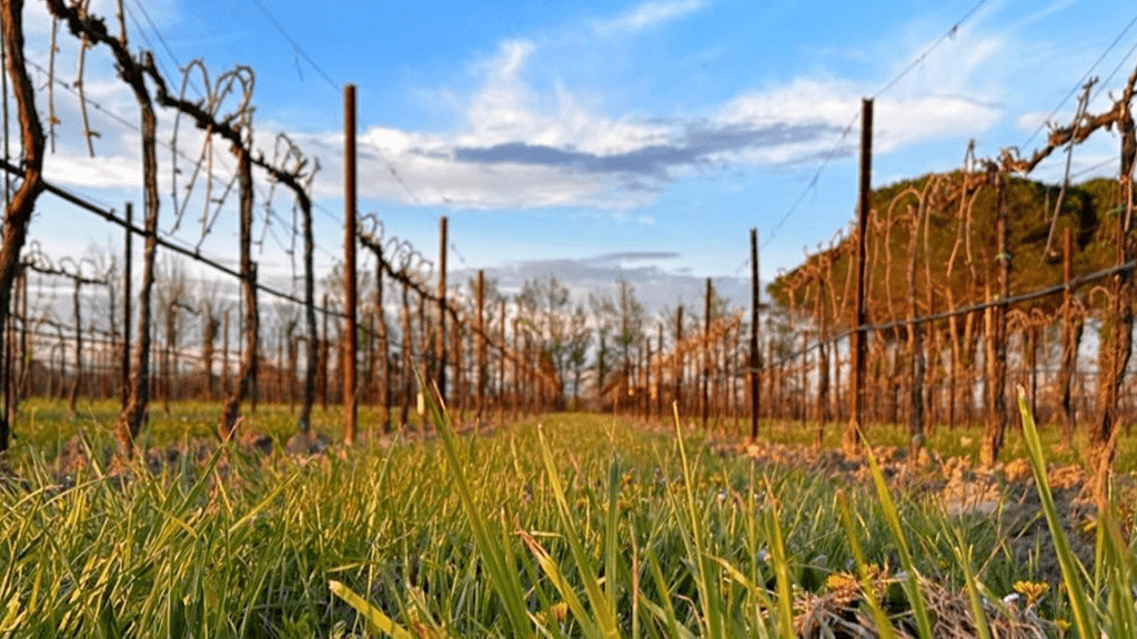 Vigneti e colline di Treviso